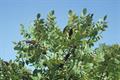Rhus coriaria